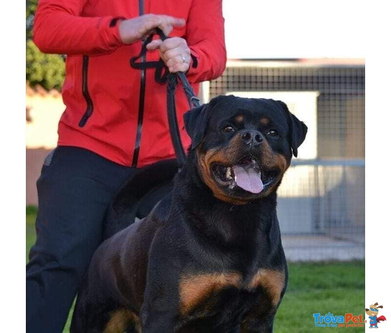 Cuccioli di Rottweiler Selezionati con Pedigree - Foto n. 3