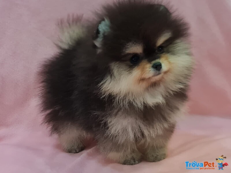 Volpino Pomerania nano Spitz - Foto n. 3