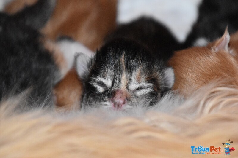 Cuccioli Maine Coon - Foto n. 1