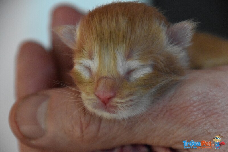 Cuccioli Maine Coon - Foto n. 2