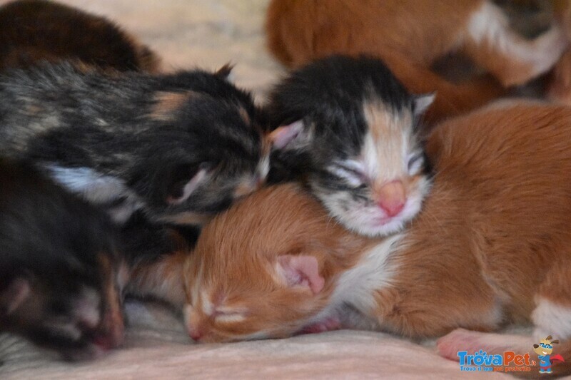 Cuccioli Maine Coon - Foto n. 3