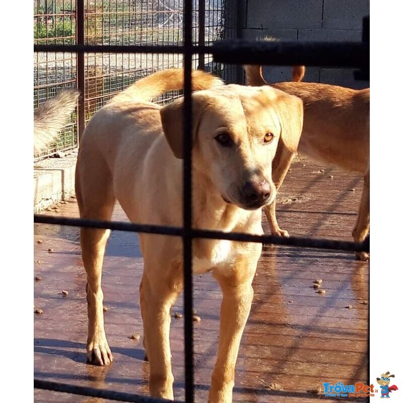 Jack Occhi Tristi Portato in Canile(lager!)dai Padroni 6anni Fa!sos Sicilia - Foto n. 1