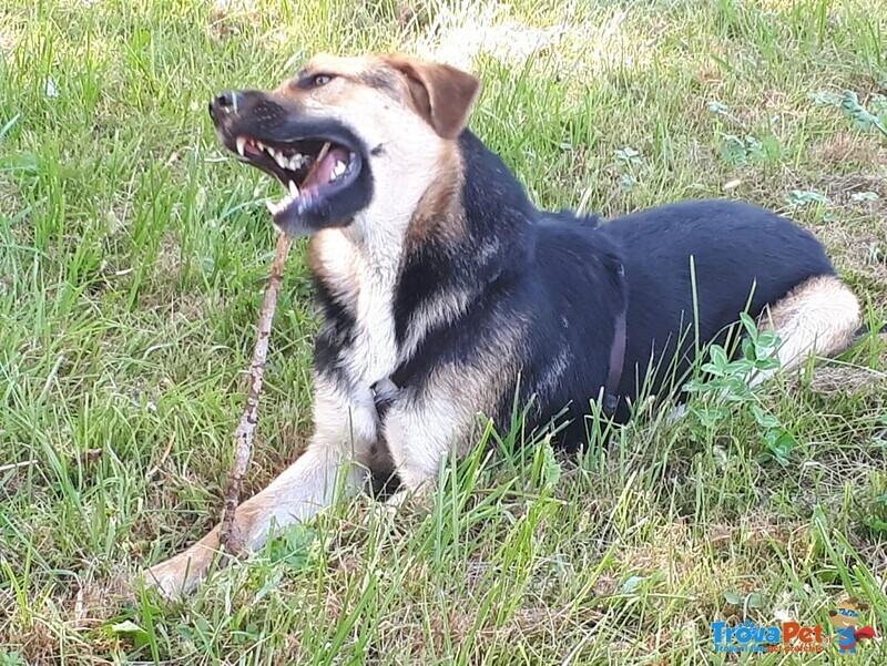 Mix Pastore 3anni..dopom2anni di Catna è Stato Salvato ma Nesuna Richiesta X Lui!bergamo - Foto n. 3