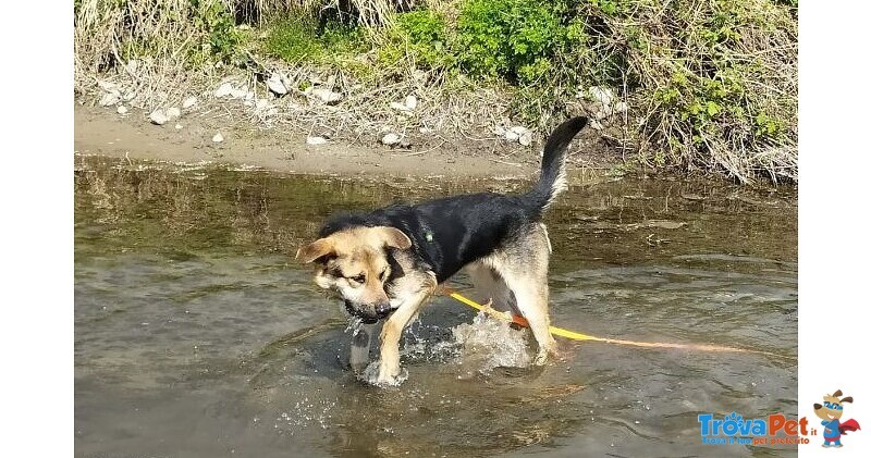 Mix Pastore 3anni..dopom2anni di Catna è Stato Salvato ma Nesuna Richiesta X Lui!bergamo - Foto n. 4