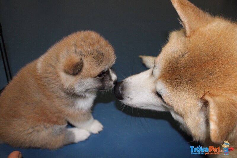 Prenotazioni Cuccioli di Akita - Foto n. 2