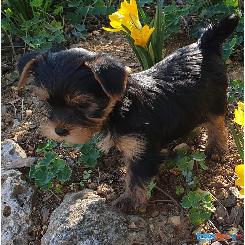 Cuccioli Yorkshire - Vendita - Foto n. 1