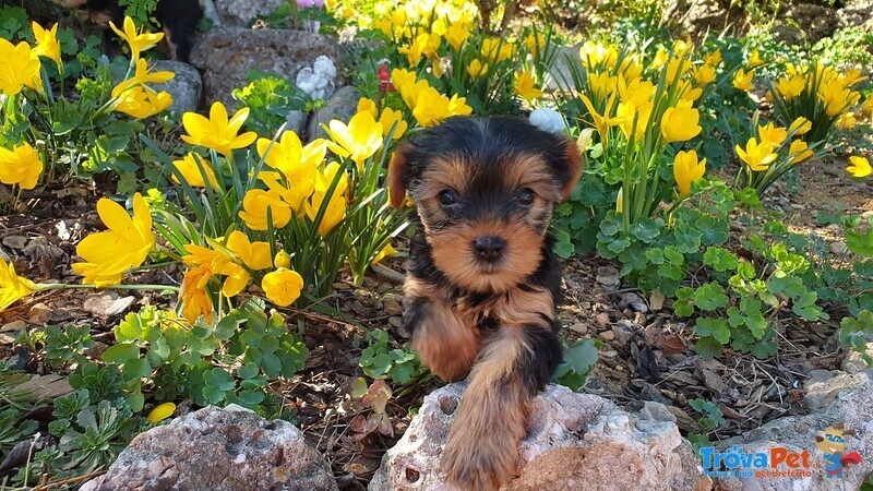 Cuccioli Yorkshire - Vendita - Foto n. 2