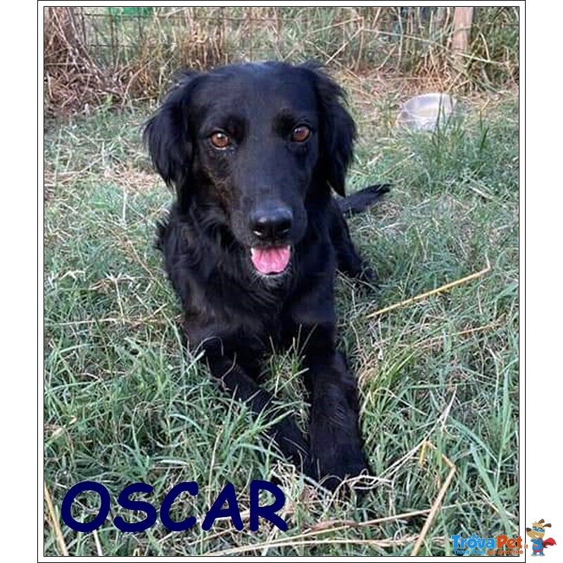 Oscar Cucciolone 1 anno e Mezzo Cerca Famiglia per Sempre - Foto n. 1