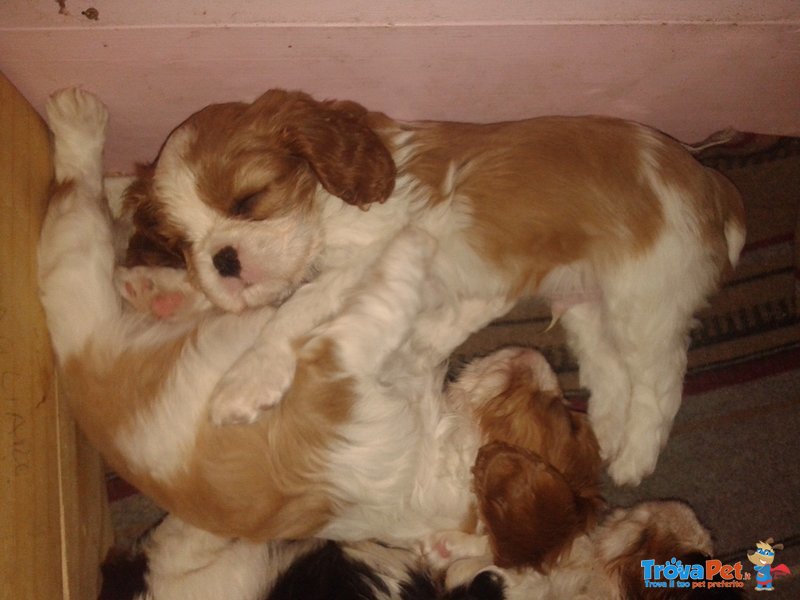 Cucciolo Cavalier king Charles - Foto n. 1