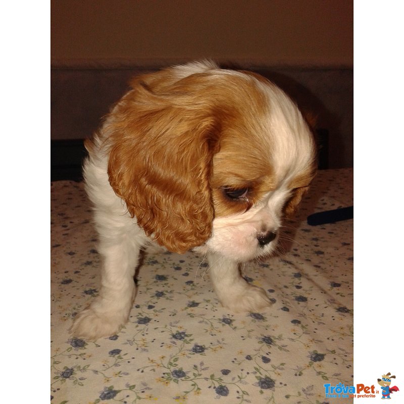 Cucciolo Cavalier king Charles - Foto n. 2