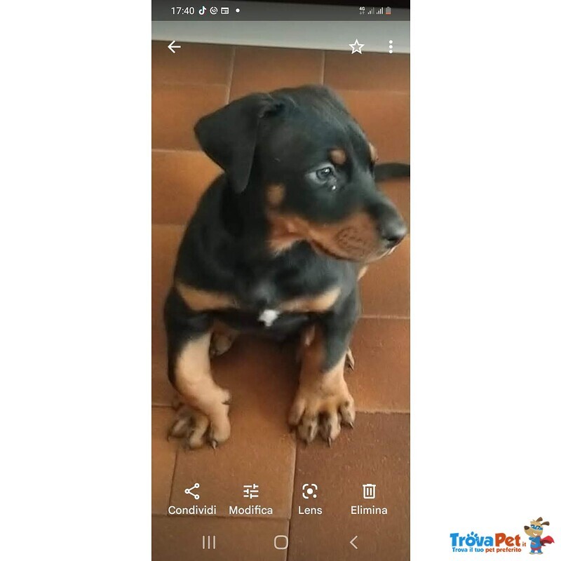 Cuccioli di Dobermann - Foto n. 1