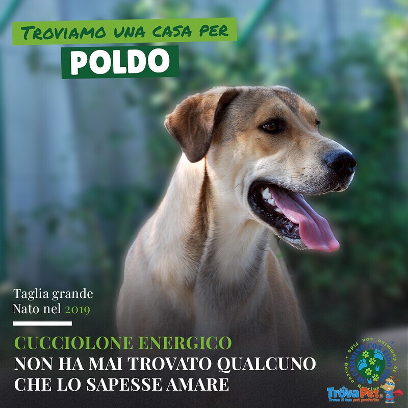 Poldo mix Rhodesian - Foto n. 1