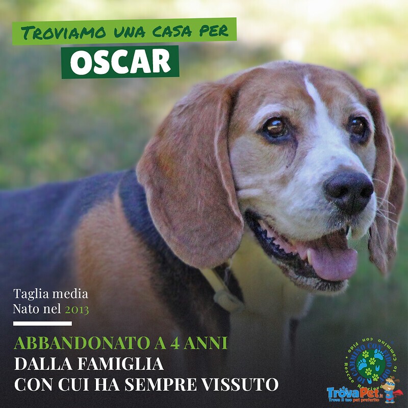 Oscar, Beagle - Foto n. 1