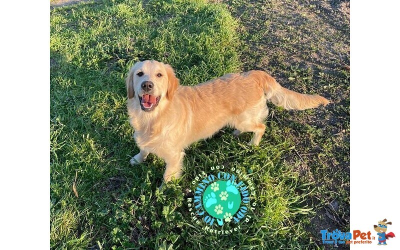 Disney, Cucciola Golden Retriever - Foto n. 1