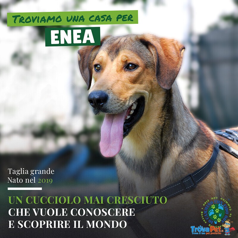 Enea mix Rhodesian - Foto n. 1