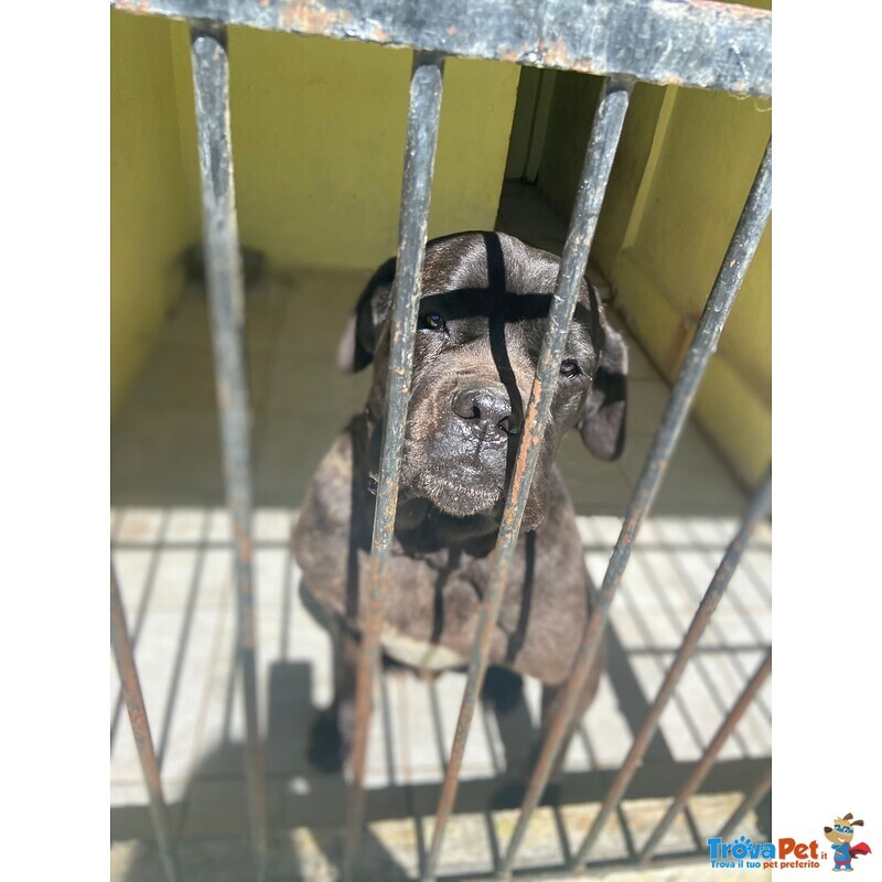 Artù,cane Corso in Adozione - Foto n. 1