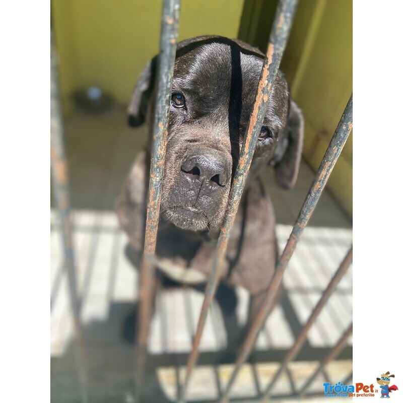 Artù,cane Corso in Adozione - Foto n. 2