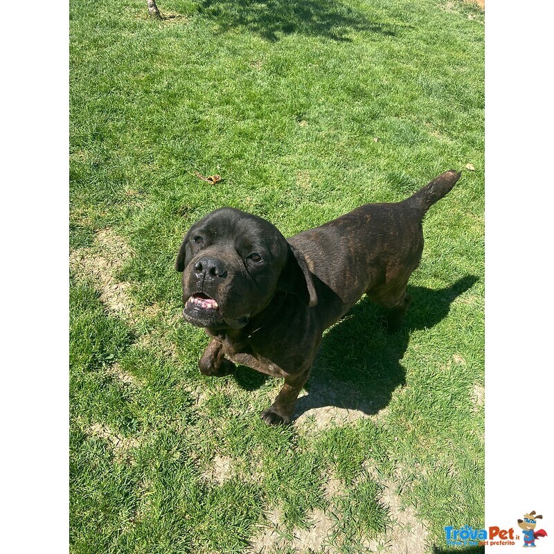 Artù,cane Corso in Adozione - Foto n. 3