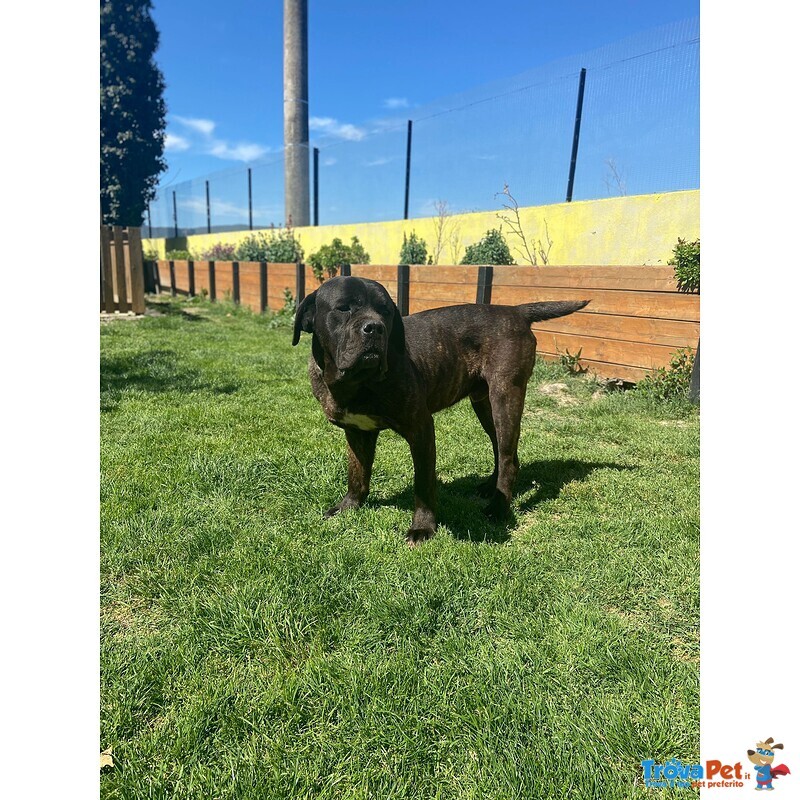 Artù,cane Corso in Adozione - Foto n. 5