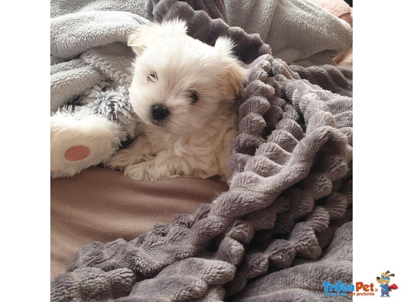 Bellissimi Cuccioli di Maltese - Foto n. 1