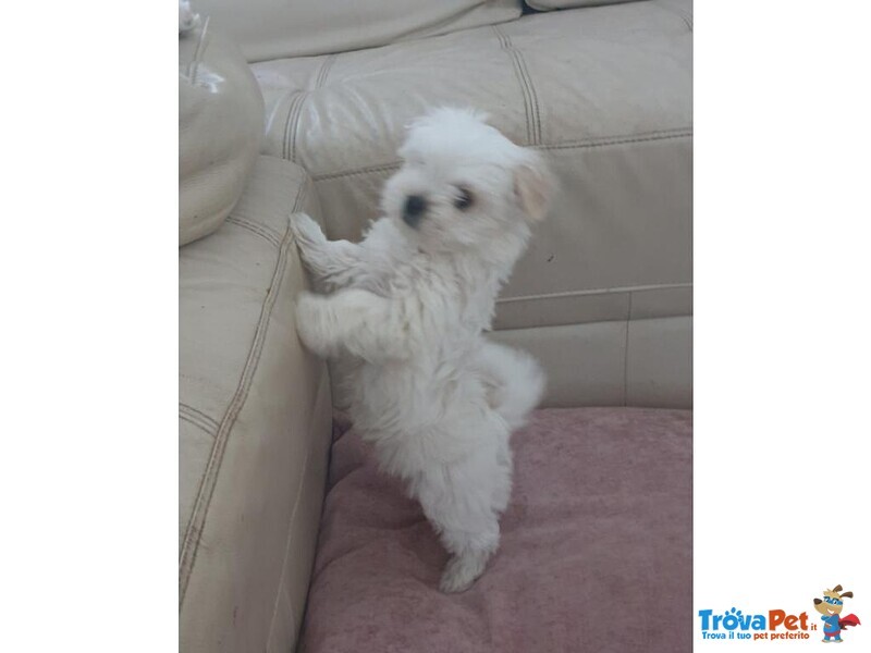 Bellissimi Cuccioli di Maltese - Foto n. 3