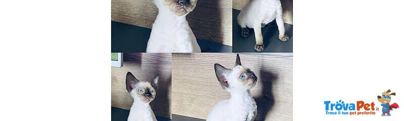 Cuccioli Devon Rex - Foto n. 1