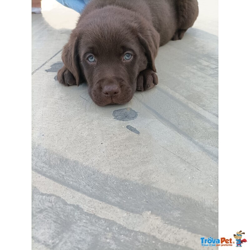 Cucciolata di Labrador Retriever Cioccolato e Nero - Foto n. 2