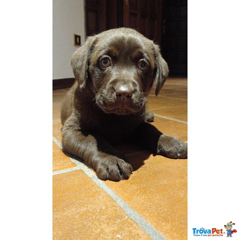 Cucciolata di Labrador Retriever Cioccolato e Nero - Foto n. 1