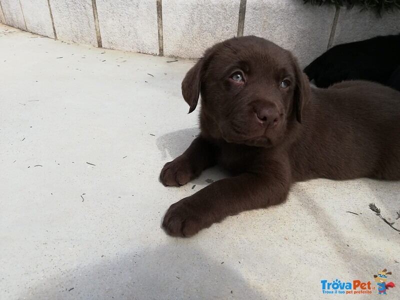 Cucciolata di Labrador Retriever Cioccolato e Nero - Foto n. 3