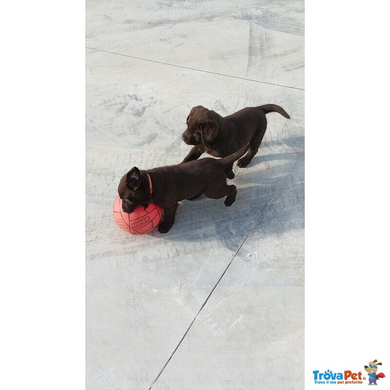 Cucciolata di Labrador Retriever Cioccolato e Nero - Foto n. 4