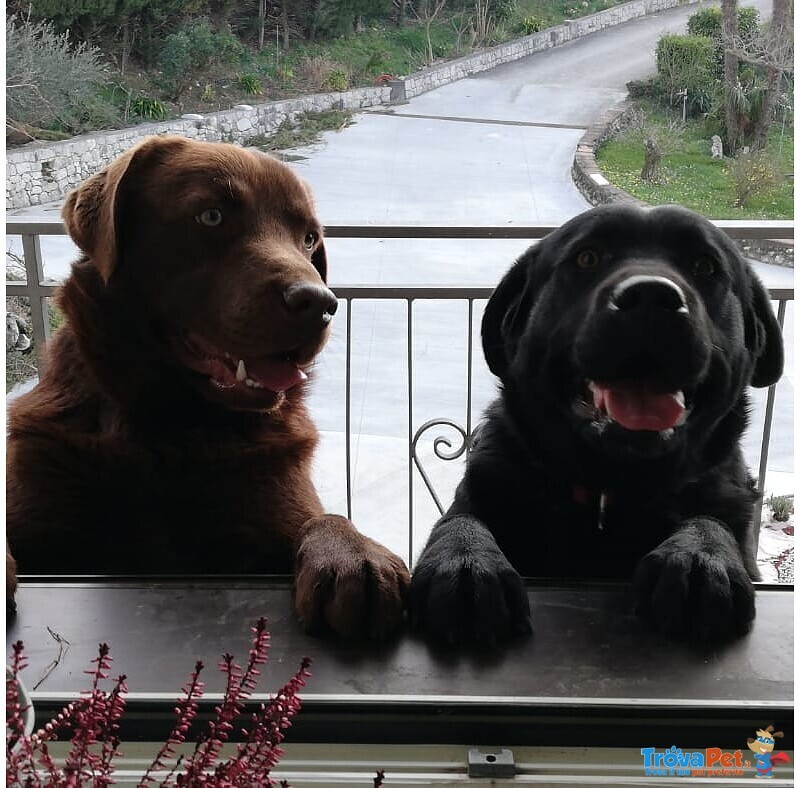 Cucciolata di Labrador Retriever Cioccolato e Nero - Foto n. 6