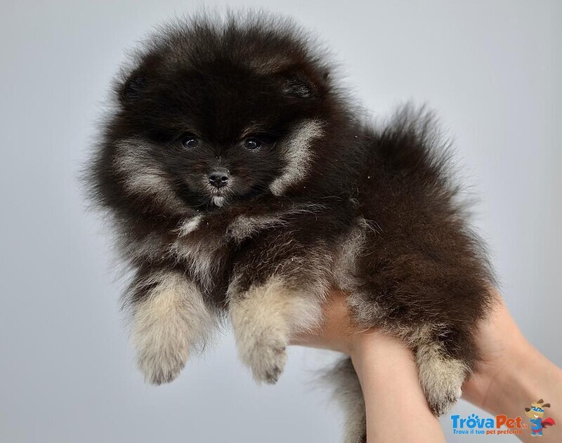 Volpino Pomerania nano Spitz - Foto n. 1