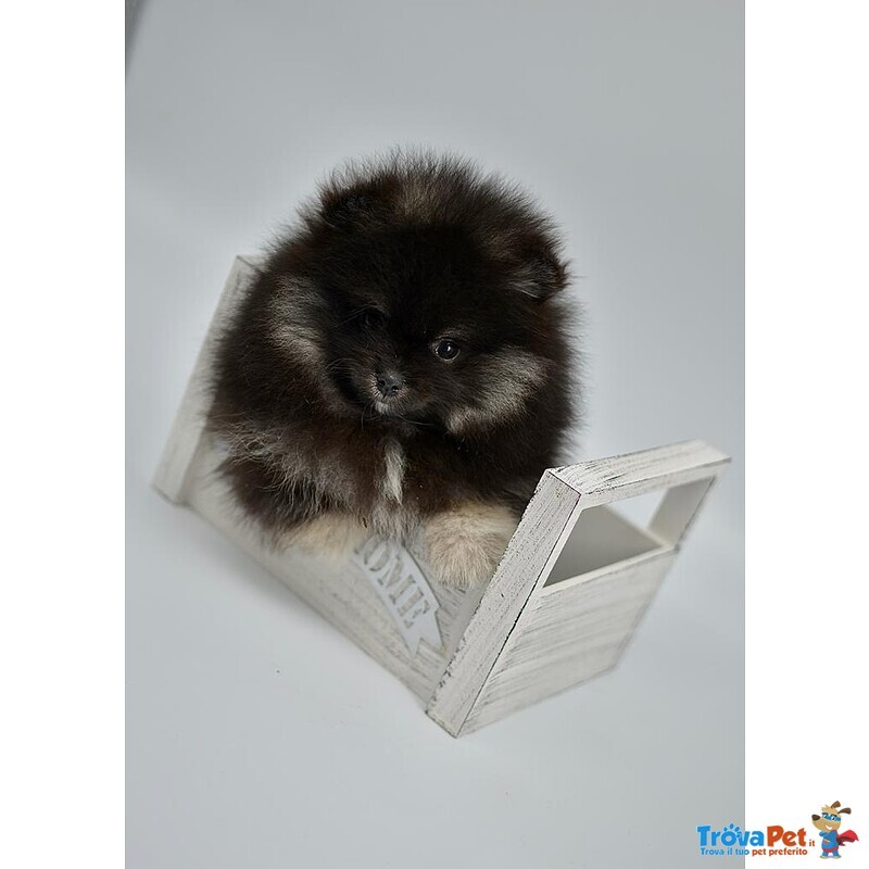 Volpino Pomerania nano Spitz - Foto n. 7