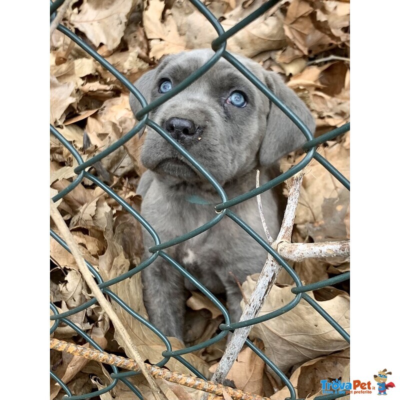 Cuccioli cane Corso Tradizionale - Foto n. 2