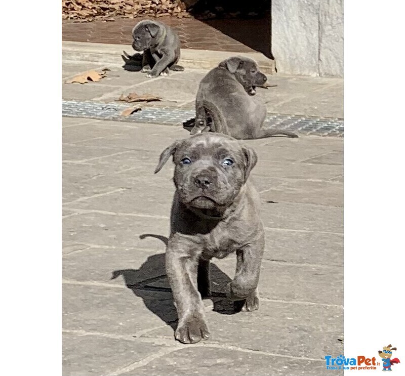 Cuccioli cane Corso Tradizionale - Foto n. 3