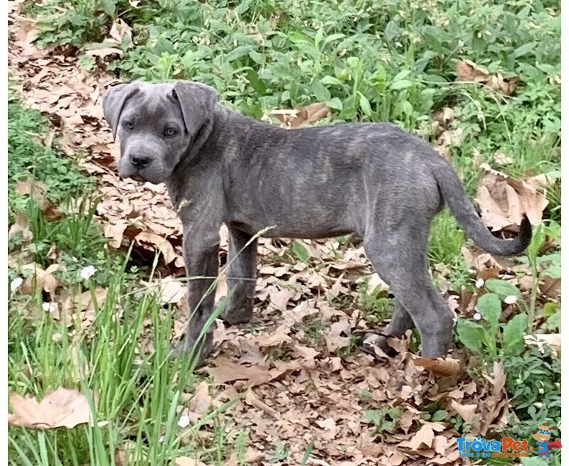 Cuccioli cane Corso Tradizionale - Foto n. 4