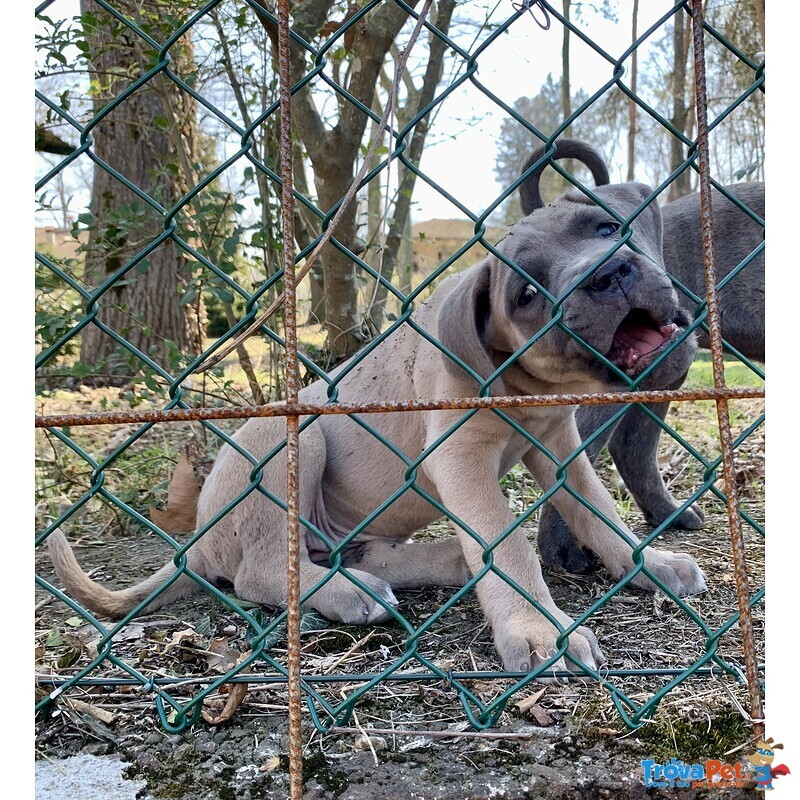 Cuccioli cane Corso Tradizionale - Foto n. 5