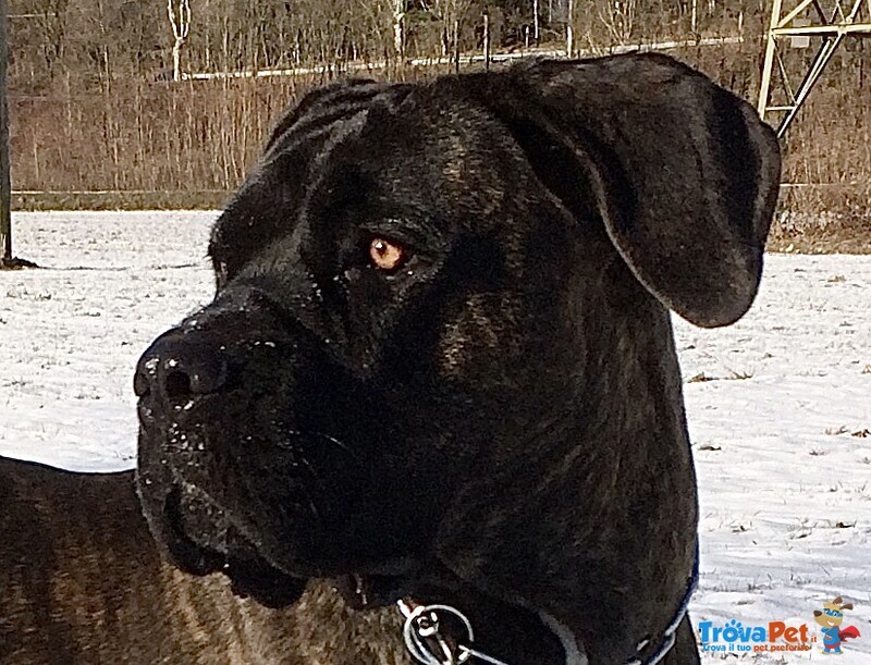 Cuccioli cane Corso Tradizionale - Foto n. 7