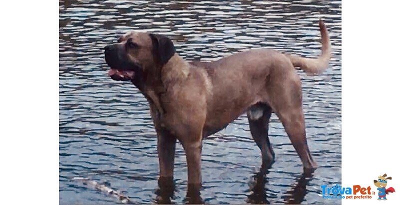 Cuccioli cane Corso Tradizionale - Foto n. 10