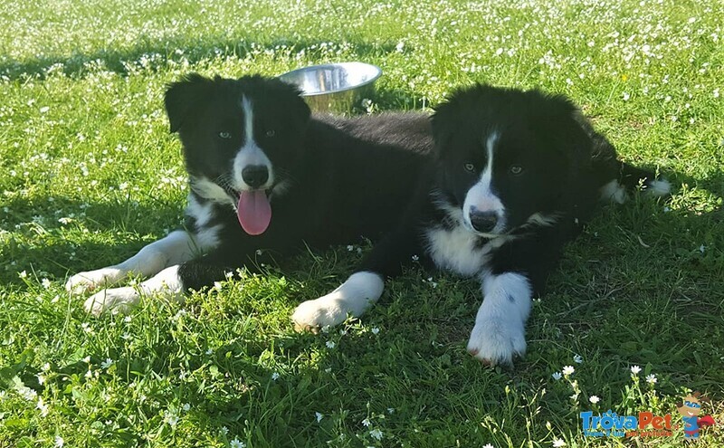 Cuccioli di Border Collie Disponibili - Foto n. 1