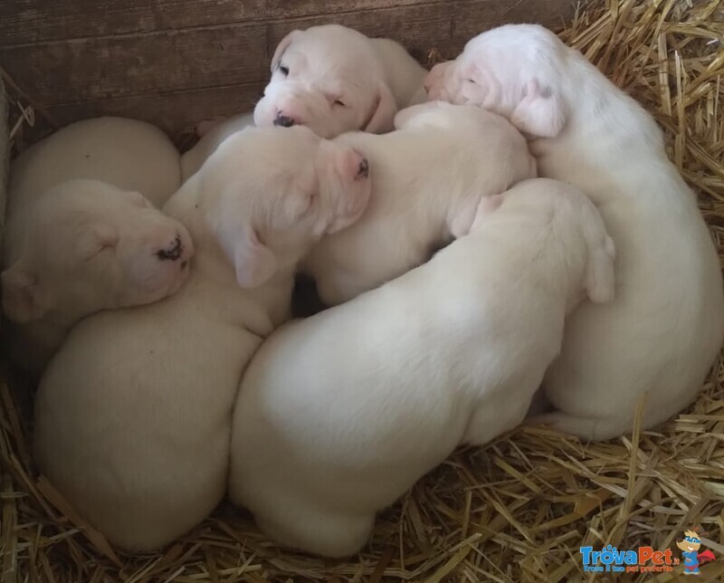 Cucciolo dogo Argentino - Foto n. 1