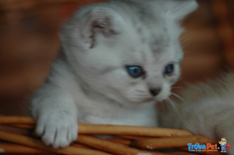 Cuccioli British Shorthair con Pedigree - Foto n. 2