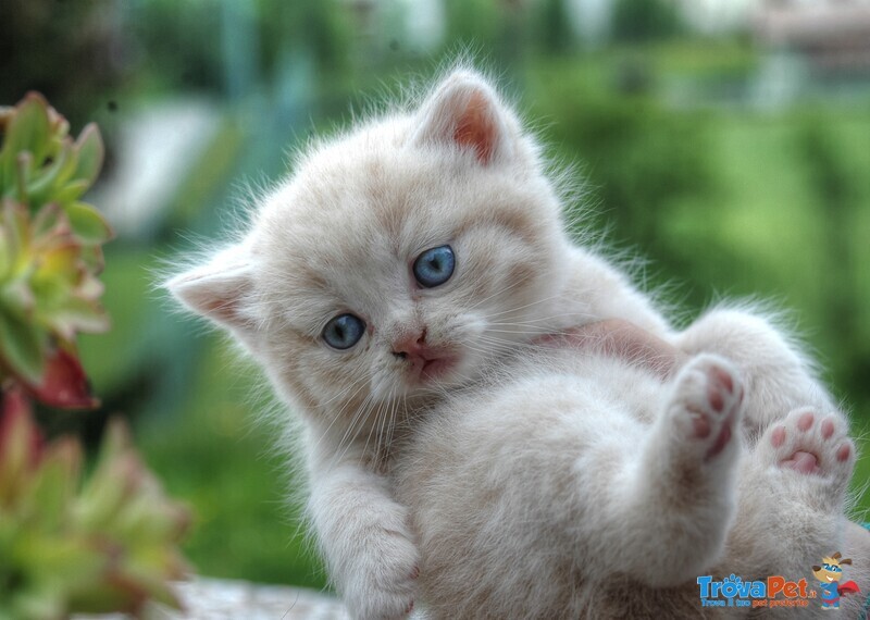 Cuccioli British Shorthair con Pedigree - Foto n. 3