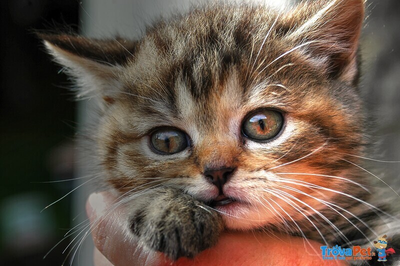 Cuccioli British Shorthair con Pedigree - Foto n. 4