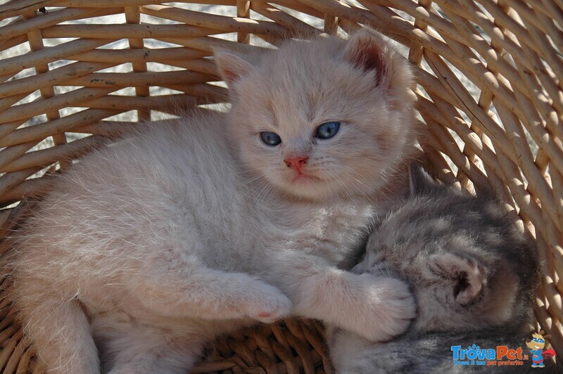 Cuccioli British Shorthair con Pedigree - Foto n. 5