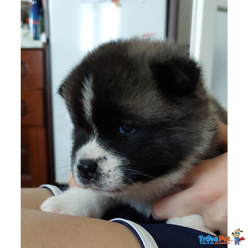 Cuccioli Akita Americano in Vendita - Foto n. 1