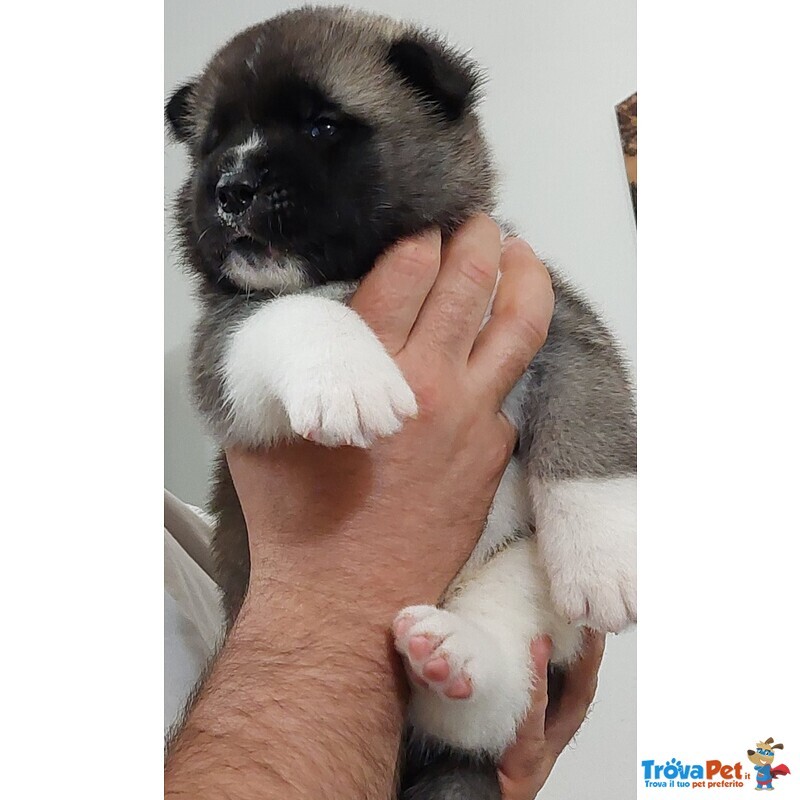 Cuccioli Akita Americano in Vendita - Foto n. 2