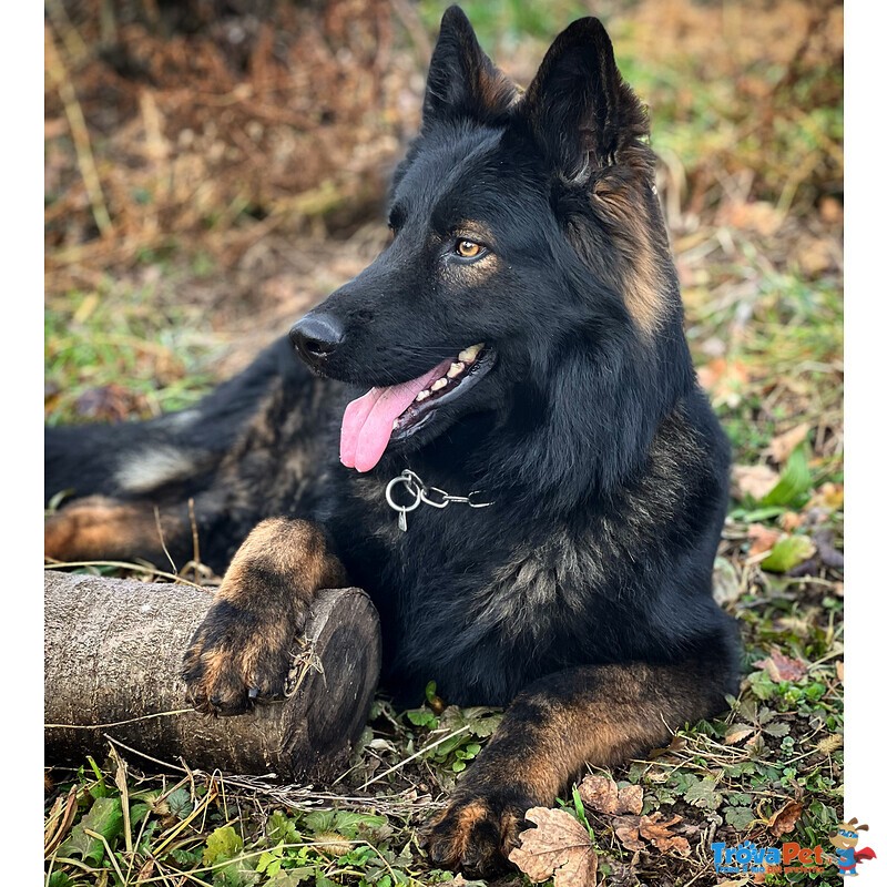 Cuccioli Pastore Tedesco - Foto n. 1