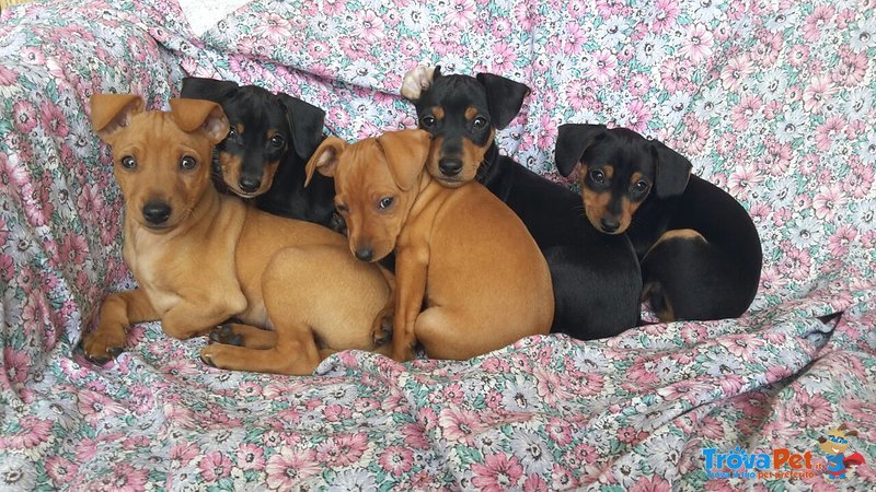 Pinscher nani Puri - Foto n. 7