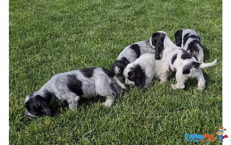 Cocker Spaniel Inglese - Foto n. 2